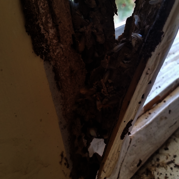 Damaged Window Frame